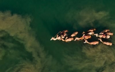 RAK Camel bath-2023-drone-1